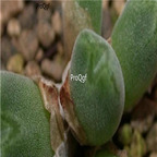 25usd Ngryise 50pcs seed  Conophytum danielii