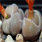 25usd Ngryise 50pcs seed  Conophytum depressum ssp perdurans