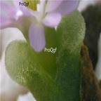 25usd Ngryise 50pcs seed  Conophytum devium ssp stiriferum