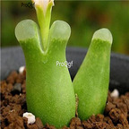 25usd Ngryise 50pcs seed  Conophytum devium