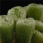 25usd Ngryise 50pcs seed Conophytum ectypum ssp brownii