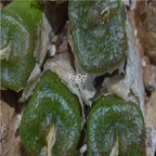 25usd Ngryise 50pcs seed Conophytum ectypum ssp cruciatum