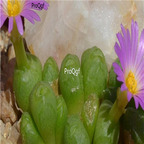 25usd Ngryise 50pcs seed  Conophytum ectypum ssp ignavum seed