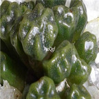 25usd Ngryise 50pcs seed  Conophytum ectypum ssp sulcatum