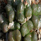 25usd Ngryise 50pcs seed  Conophytum ectypum