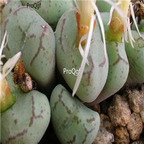 25usd Ngryise 50pcs seed  Conophytum ficiforme