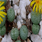 25usd Ngryise 50pcs seed  Conophytum flavum ssp novicium