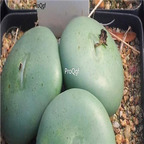 25usd Ngryise 50pcs seed  Conophytum flavum