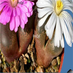 25usd Ngryise 50pcs seed  Conophytum friedrichiae