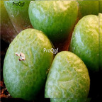 25usd Ngryise 50pcs seed  Conophytum fulleri