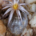 25usd Ngryise 50pcs seed  Conophytum hammeri