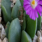 25usd Ngryise 50pcs seed  Conophytum hanae