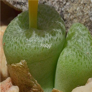 25usd Ngryise 50pcs seed  Conophytum hermiarum