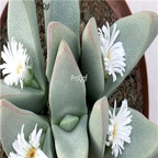 25usd Ngryise 50pcs seed Conophytum herreanthus