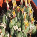 25usd Ngryise 50pcs seed Conophytum hians