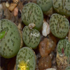 25usd Ngryise 50pcs seed  Conophytum joubertii
