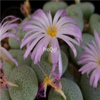 25usd Ngryise 50pcs seed  Conophytum jucundum ssp ruschii