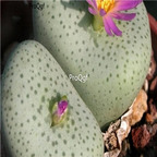 25usd Ngryise 50pcs seed  Conophytum jucundum