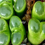 25usd Ngryise 50pcs seed  Conophytum limpidum eye leave