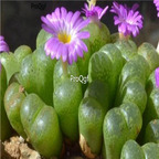 25usd Ngryise 50pcs seed Conophytum lithopsoides Kennedyi