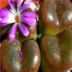 25usd Ngryise 50pcs seed  Conophytum lithopsoides ssp koubergense