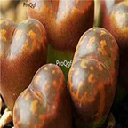 25usd Ngryise 50pcs seed  Conophytum lithopsoides