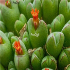 25usd Ngryise 50pcs seed  Conophytum loeschianum