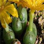 25usd Ngryise 50pcs seed  Conophytum longibracteatum