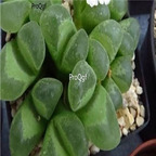 25usd Ngryise 50pcs seed Conophytum longum