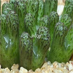 25usd Ngryise 50pcs seed  Conophytum luckhoffii