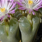 25usd Ngryise 50pcs seed  Conophytum lydiae