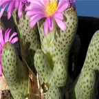 25usd Ngryise 50pcs seed  Conophytum marginatum ssp haramoepense