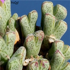 25usd Ngryise 50pcs seed  Conophytum marginatum