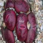 25usd Ngryise 50pcs seed Conophytum maughanii ssp armeniacum