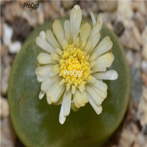 25usd Ngryise 50pcs seed  Conophytum maughanii ssp latum