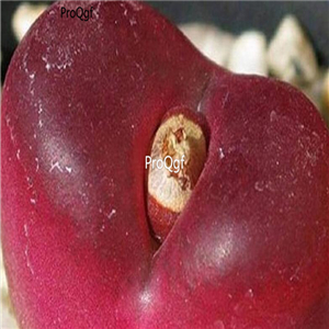 25usd Ngryise 50pcs seed  Conophytum maughanii red