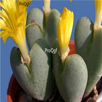 25usd Ngryise 50pcs seed  Conophytum meyeri