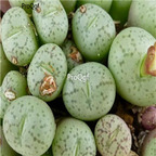 25usd Ngryise 50pcs seed  Conophytum minimum