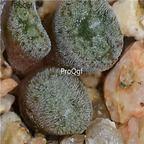 25usd Ngryise 50pcs seed  Conophytum minusculum hairy