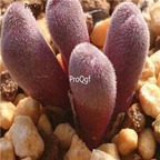 25usd Ngryise 50pcs seed Conophytum minusculum ssp leipoldtii