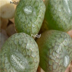 25usd Ngryise 50pcs seed  Conophytum minusculum