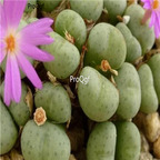 25usd Ngryise 50pcs seed Conophytum minutum