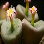 25usd Ngryise 50pcs seed Conophytum obcordellum declinatum