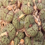25usd Ngryise 50pcs seed  Conophytum obcordellum germanum