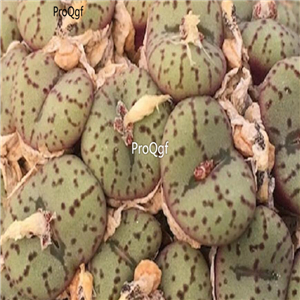 25usd Ngryise 50pcs seed  Conophytum obcordellum germanum