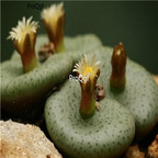 25usd Ngryise 50pcs seed  Conophytum obcordellum giftbergense