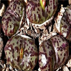 25usd Ngryise 50pcs seed  Conophytum obcordellum lambertense conspicuum