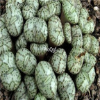 25usd Ngryise 50pcs seed Conophytum obcordellum multicolor