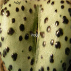 25usd Ngryise 50pcs seed  Conophytum obcordellum mundum