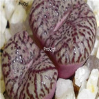 25usd Ngryise 50pcs seed Conophytum obcordellum picturatum